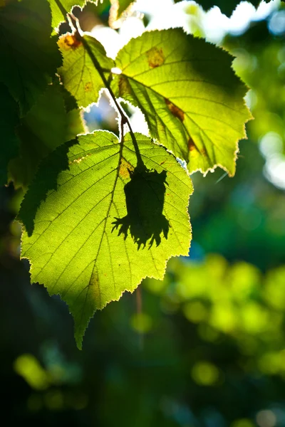 Las hojas hermosas del árbol de avellana en detalle — Foto de Stock