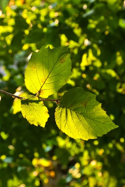 Las hojas hermosas del árbol de avellana en detalle — Foto de Stock