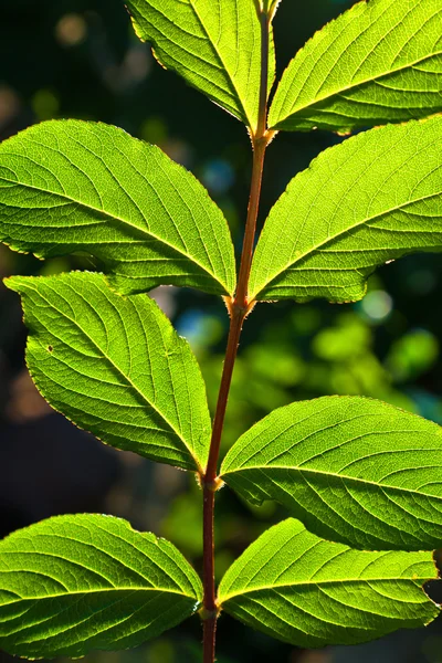 Belas folhas de uma árvore avelã em detalhes — Fotografia de Stock