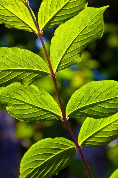 stock image Beautiful leaves of a hazlenut tree in detail