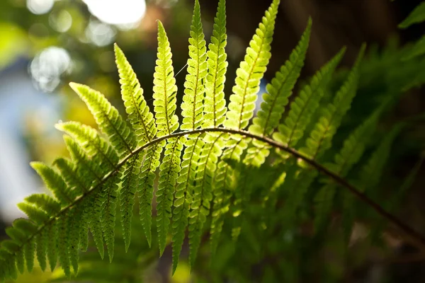 Hermoso helecho en bosque denso a la luz del sol — Foto de Stock