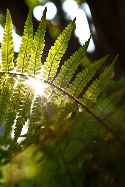 Yoğun güneş ışığı ormanında güzel eğreltiotu — Stok fotoğraf