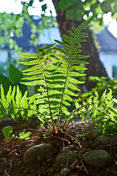 Beautiful fern in dense forest in sunlight — Stock Photo, Image