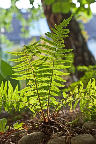 Beautiful fern in dense forest in sunlight — Stock Photo, Image