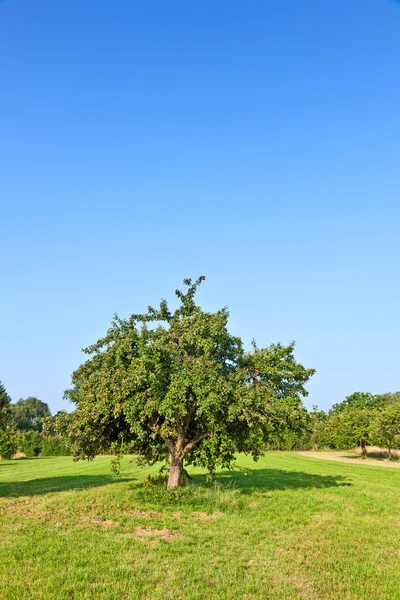 Jabłoni w okresie letnim na łące — Zdjęcie stockowe