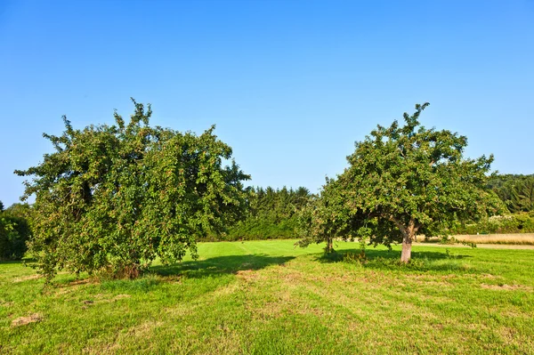Manzanos en verano en el prado —  Fotos de Stock