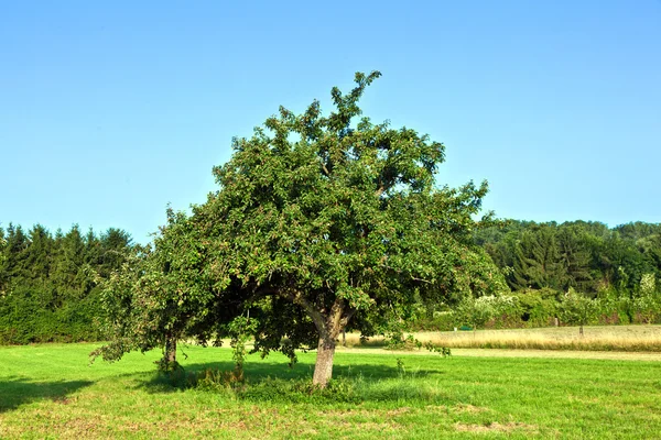 Yaz çayır, elma ağaçlarında — Stok fotoğraf