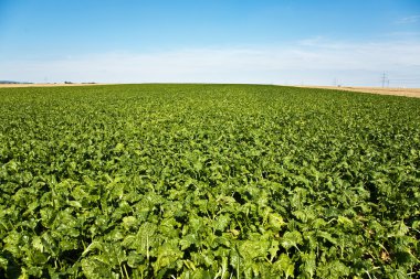 güzel sunshine alanında yeşil pancar