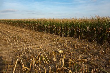 Beautiful light in the field with indian corn clipart