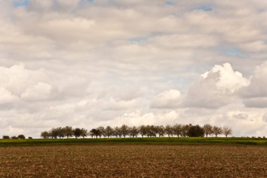 Trees, alley in beautiful landscape in middle of the farming area with beau clipart