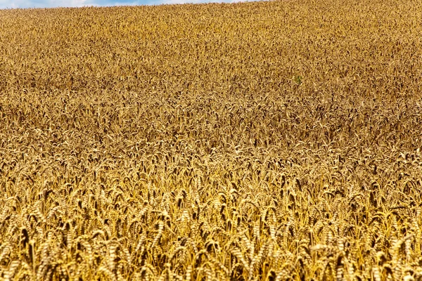 Kukorica a területen nyáron a gyönyörű fény — Stock Fotó