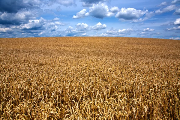Fehér felhők, kék ég alatt kukoricásban — Stock Fotó