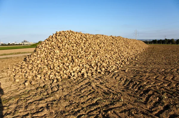 stock image Pattern of sunny field in rural landscapes in harmony