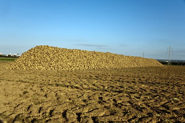 Patroon van zonnige veld in rurale landschappen in harmonie — Stockfoto