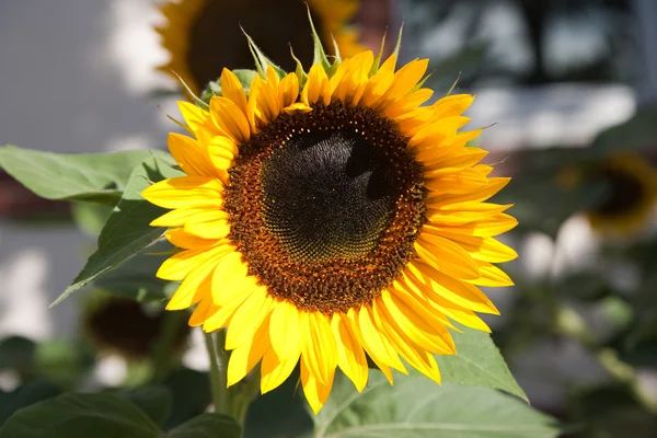 stock image Sunflower blossom in a garden