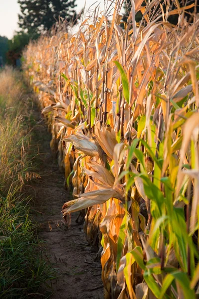 Indischer Mais im Detail auf dem Feld — Stockfoto