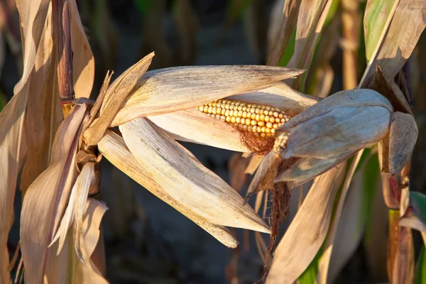 Indian corn szczegółowo w polu — Zdjęcie stockowe
