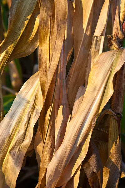 Maïs in detail in het veld — Stockfoto