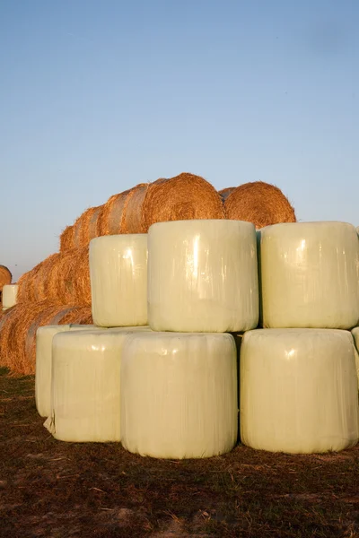 Bale of straw infold in plastic film (foil) to keep dry in automn in intens — Stock Photo, Image