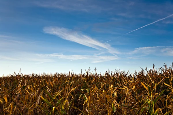 Kukorica a területen elektromos torony — Stock Fotó