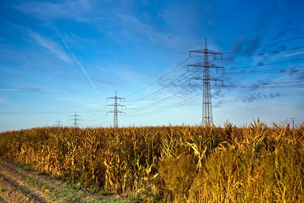 Kukuřičné pole s elektrickou věží — Stock fotografie