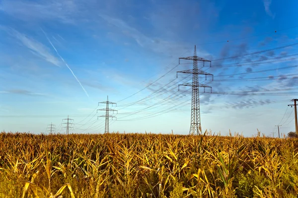 電気の塔を持つトウモロコシ畑 — ストック写真