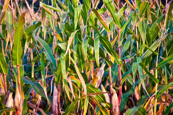 Piękne światło w polu z indian corn — Zdjęcie stockowe