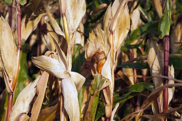 Прекрасный свет в поле с индийской кукурузой — стоковое фото