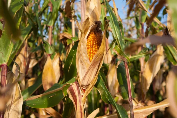 Hermosa luz en el campo con maíz indio —  Fotos de Stock