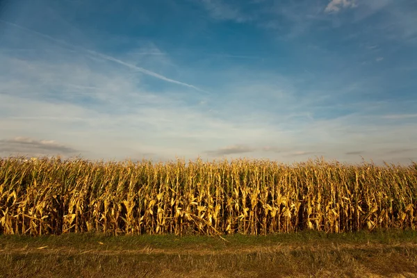 Hermosa luz en el campo con maíz indio — Foto de Stock