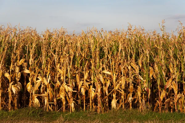Mooi licht in het veld met maïs — Stockfoto