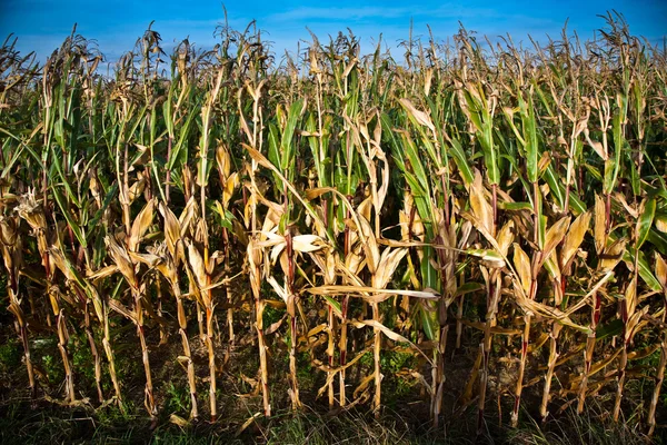 In het veld met prachtig licht en grote hemel groeit indiaanse maïs — Stockfoto