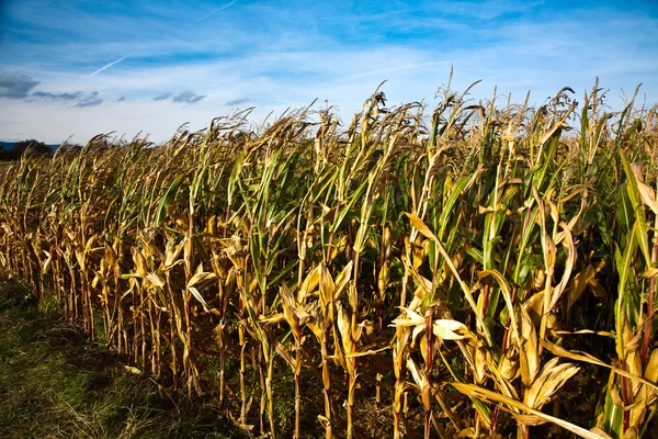 En el campo con luz beautiul y gran cielo crece maíz indio —  Fotos de Stock