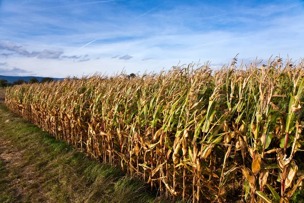 Na poli s krásným světlem a velkou oblohou roste indická kukuřice — Stock fotografie