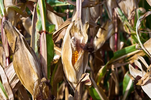 В поле с красивым светом и большим небом растет индийская кукуруза — стоковое фото