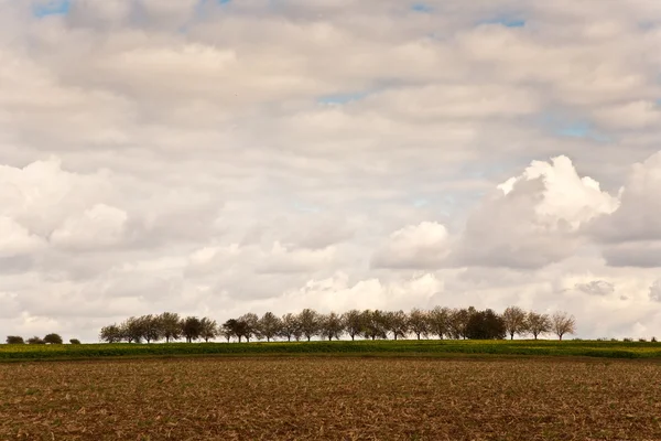 Деревья, аллея в красивом ландшафте в середине фермерского района с кавалером — стоковое фото