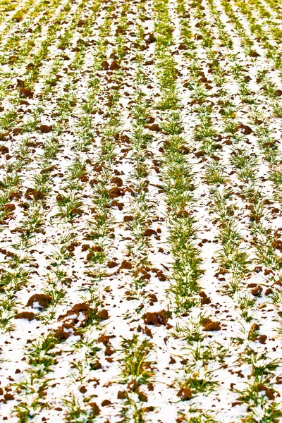 Détail du champ avec neige en hiver — Photo