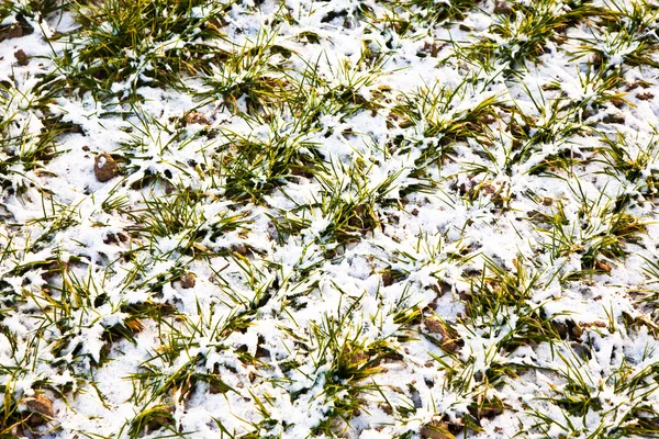 Detail van veld met sneeuw in de winter — Stockfoto