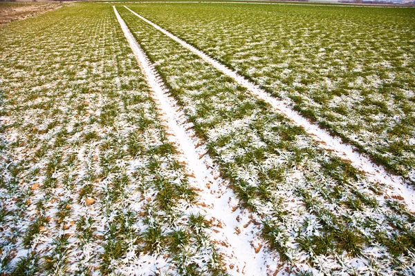 Dettaglio campo con neve in inverno — Foto Stock