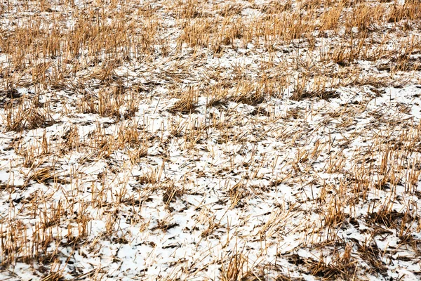 Поле зі снігом — стокове фото