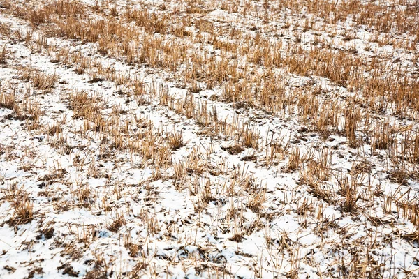 Feld mit Schnee — Stockfoto