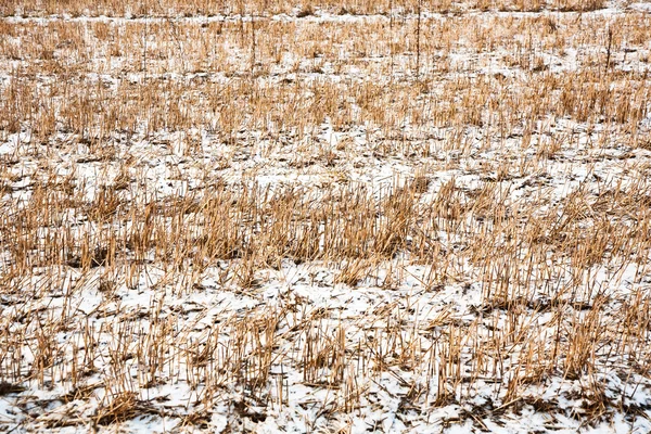 Veld met sneeuw — Stockfoto