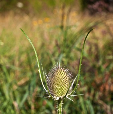 Çayırda güzel thistle