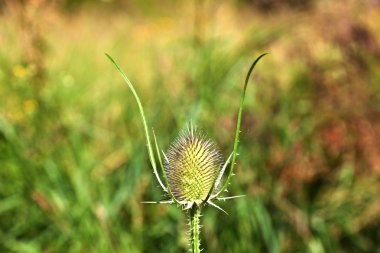 Çayırda güzel thistle