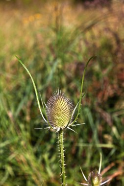 Çayırda güzel thistle