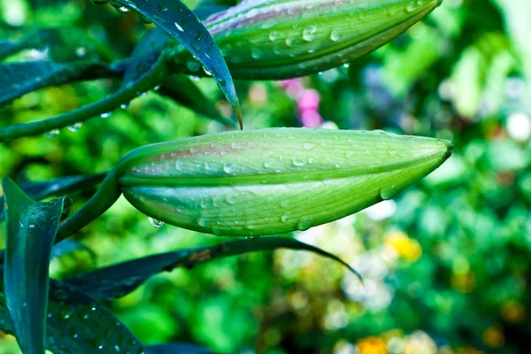 Lilie im Garten — Stockfoto
