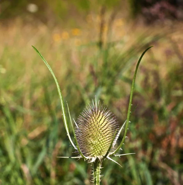 Beautiful thistle in the meadow — Stock Photo, Image