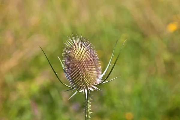 Beautiful thistle in the meadow — Stock Photo, Image