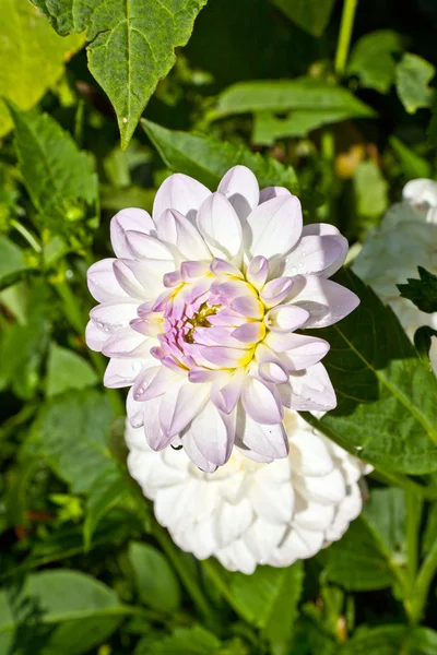 Bahçede pembe renkli güzel bir yıldız çiçeği — Stok fotoğraf