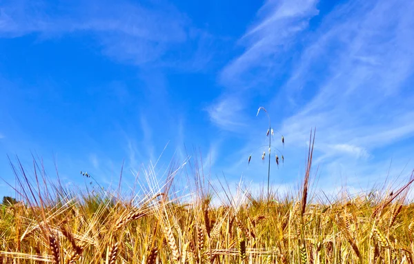 Золотое поле кукурузы с голубым небом — стоковое фото
